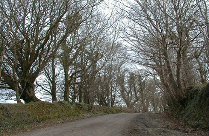 Trees lining stone wall 2.jpg 102.8K